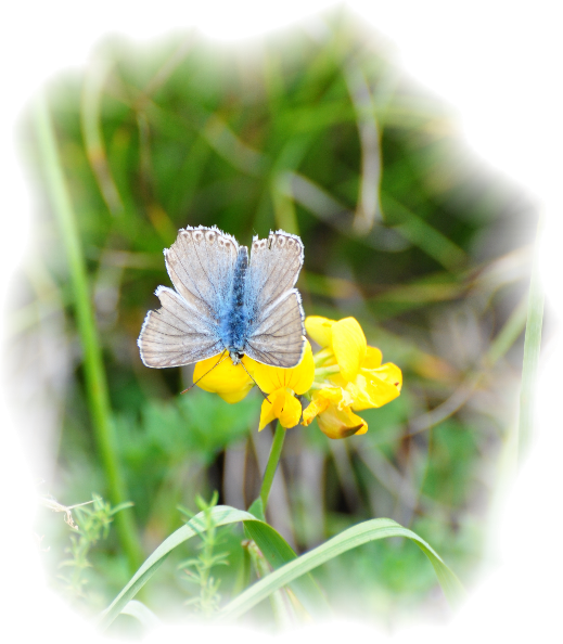 Kontakt-Schmetterling-blau_gelb-web